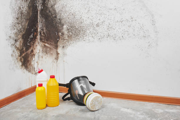 Best Mold Removal Company Near Me  in Chicago Ridge, IL