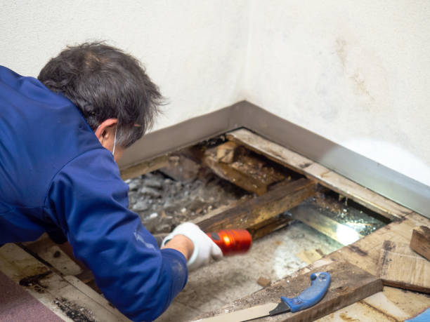 Home Mold Removal in Chicago Ridge, IL