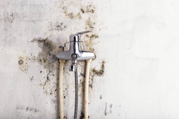 Best Mold Removal Company Near Me  in Chicago Ridge, IL