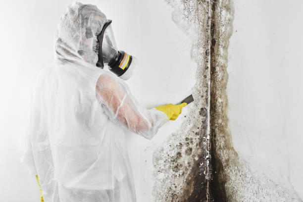 Best Crawl Space Mold Removal  in Chicago Ridge, IL
