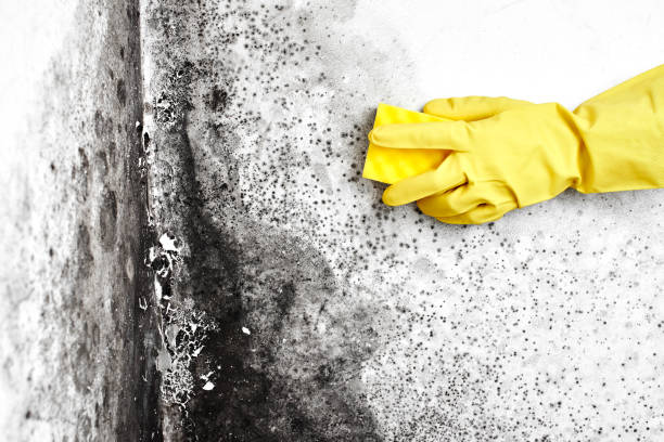 Best Certified Mold Removal  in Chicago Ridge, IL