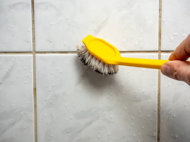 Best Toxic Mold Removal  in Chicago Ridge, IL