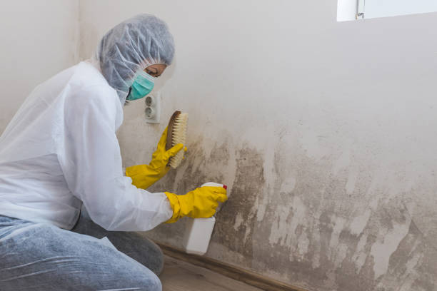Best Emergency Mold Removal  in Chicago Ridge, IL