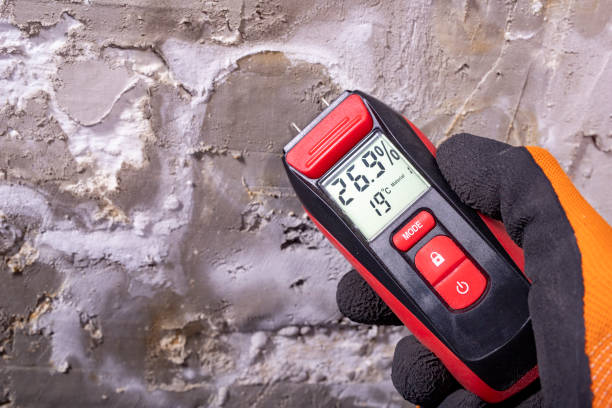 Best Best Mold Removal Companies  in Chicago Ridge, IL