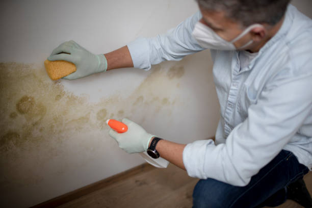 Best Attic Mold Removal  in Chicago Ridge, IL