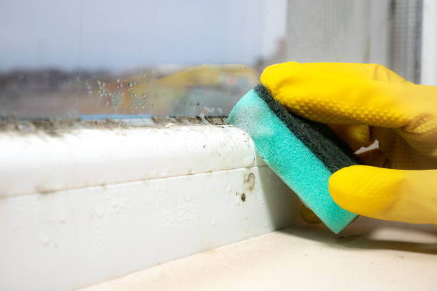 Best Mold Testing  in Chicago Ridge, IL