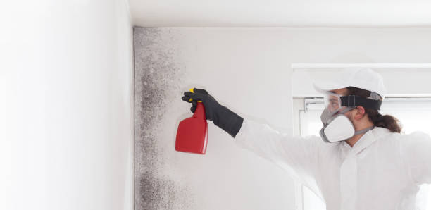 Best Mold Removal Specialists  in Chicago Ridge, IL