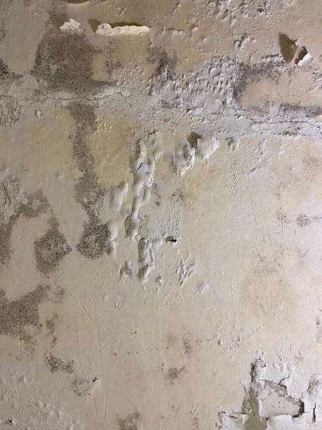 Best Mold Damage Repair  in Chicago Ridge, IL