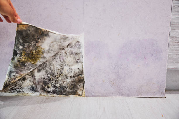 Best Black Mold Removal  in Chicago Ridge, IL